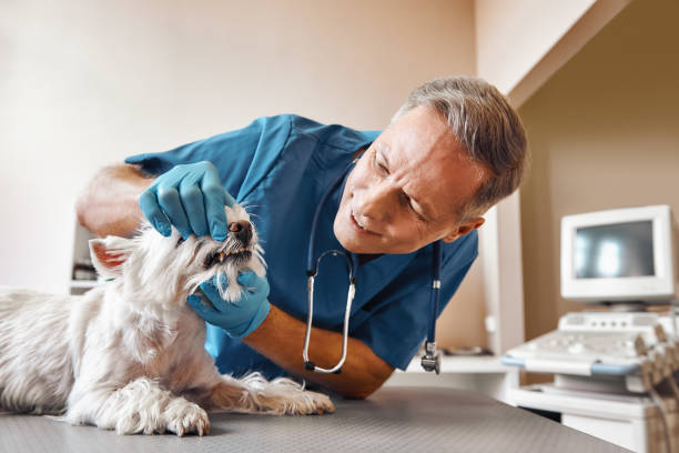 Best Emergency Dentist for Knocked-Out Tooth in Glen Dale, WV